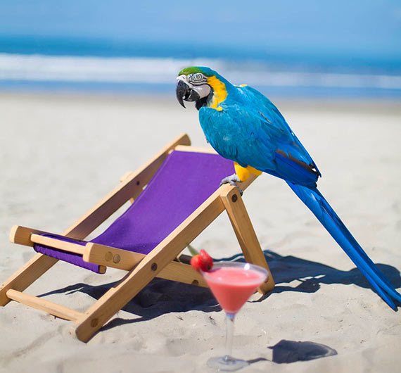 PUERTO VALLARTA RESORT