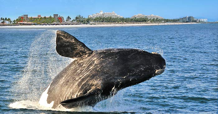 Avistamiento Ballenas Actividades en Hotel Todo Incluido Nuevo Vallarta Paradise Village Avistamiento Ballenas Actividades en Hotel Todo Incluido Nuevo Vallarta Paradise Village