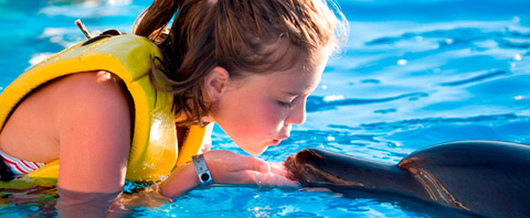Nado con Delfines en Puerto Vallarta y Nuevo Vallarta